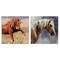 Stupell Industries Rustic Stallions Portraits 2pc Canvas Wall Art Set Design by Nina Blue